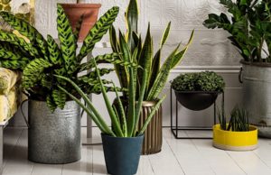 Homes indoor houseplants